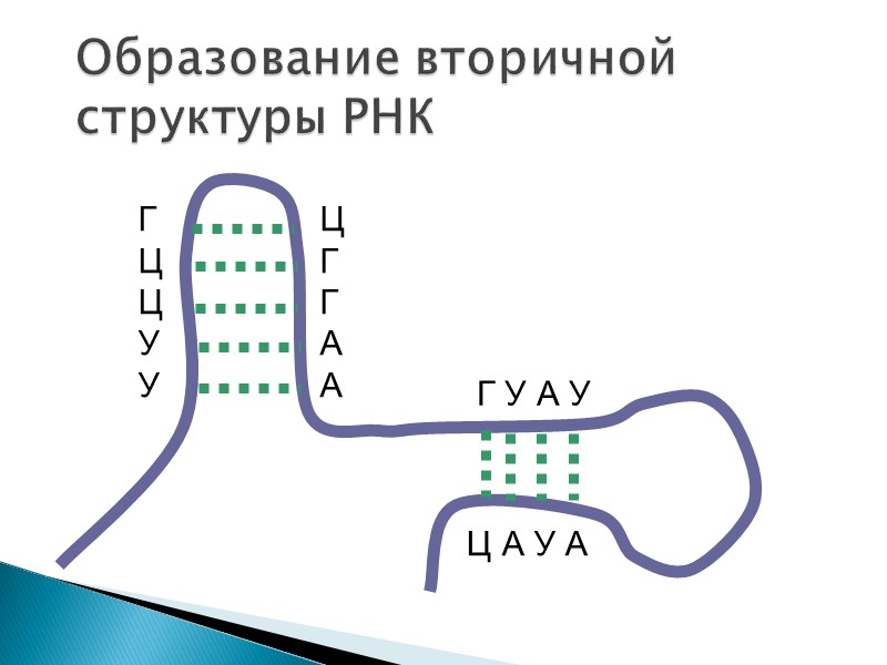 Образование вторичной структуры РНК Г Ц Ц У У Ц Г Г А А